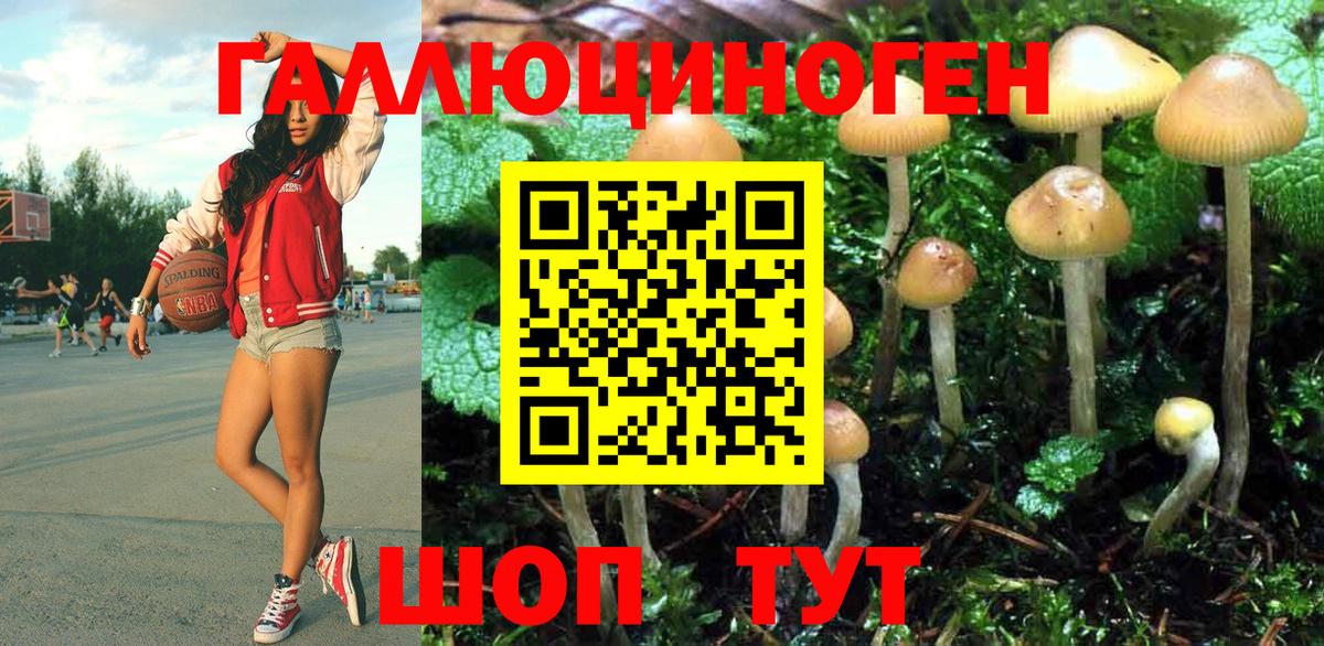 Галлюциногенные грибы Psilocybe Южноуральск